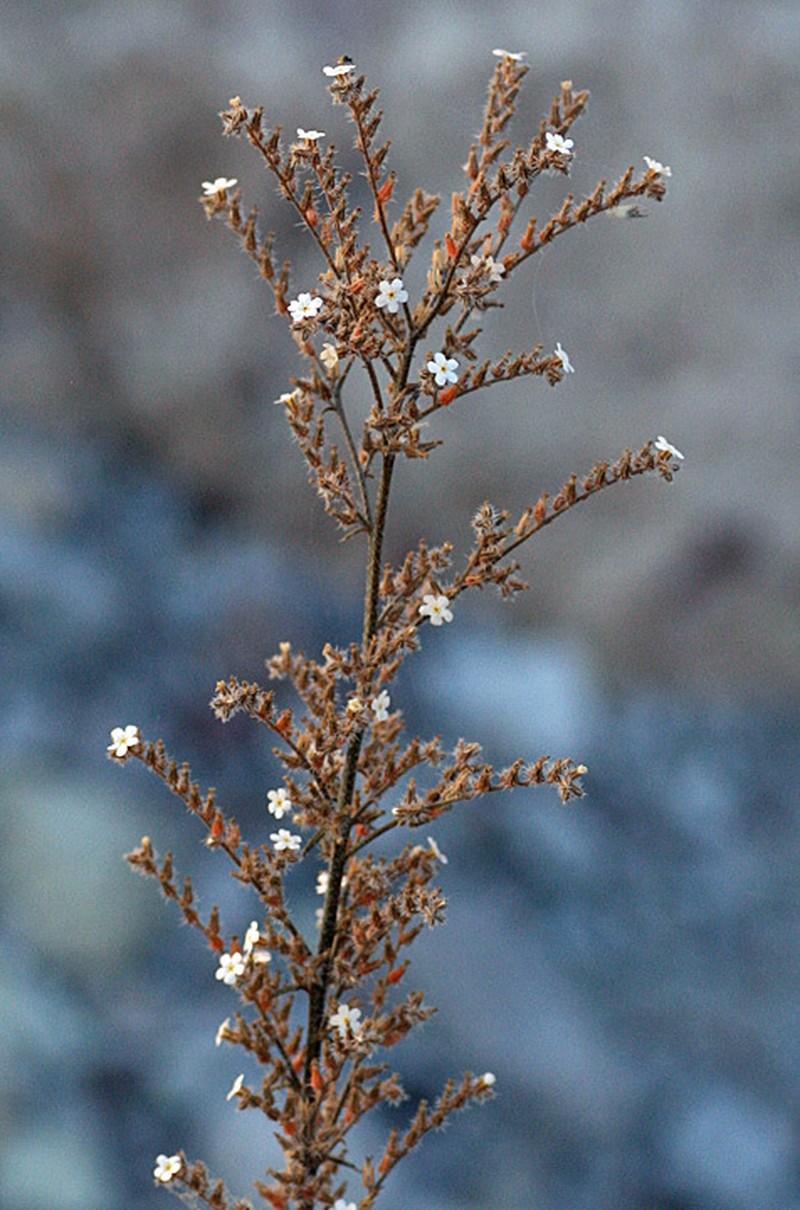 Johnstonella fastigiata photo 2