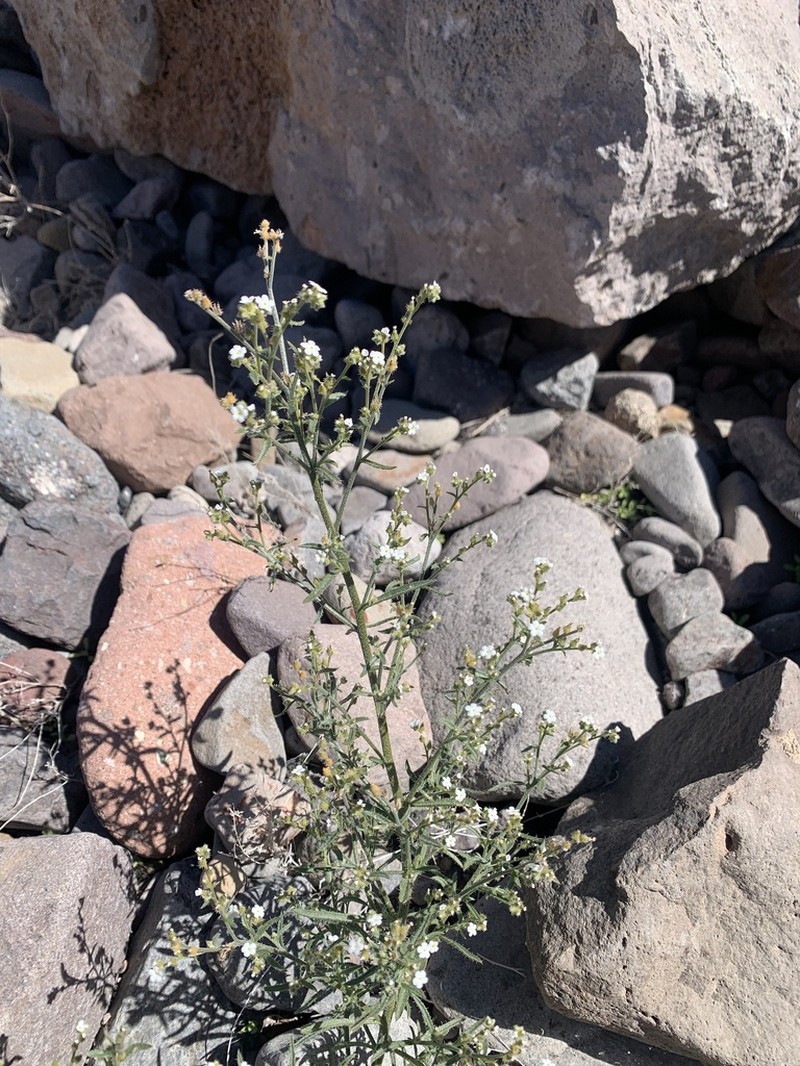 Johnstonella fastigiata photo 3