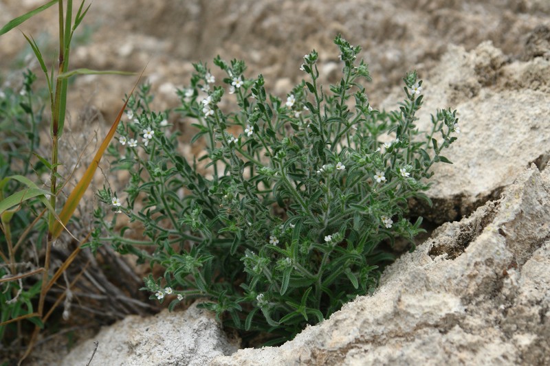 Johnstonella geohintonii