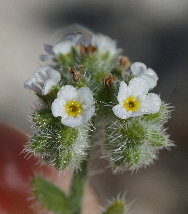 Johnstonella grayi