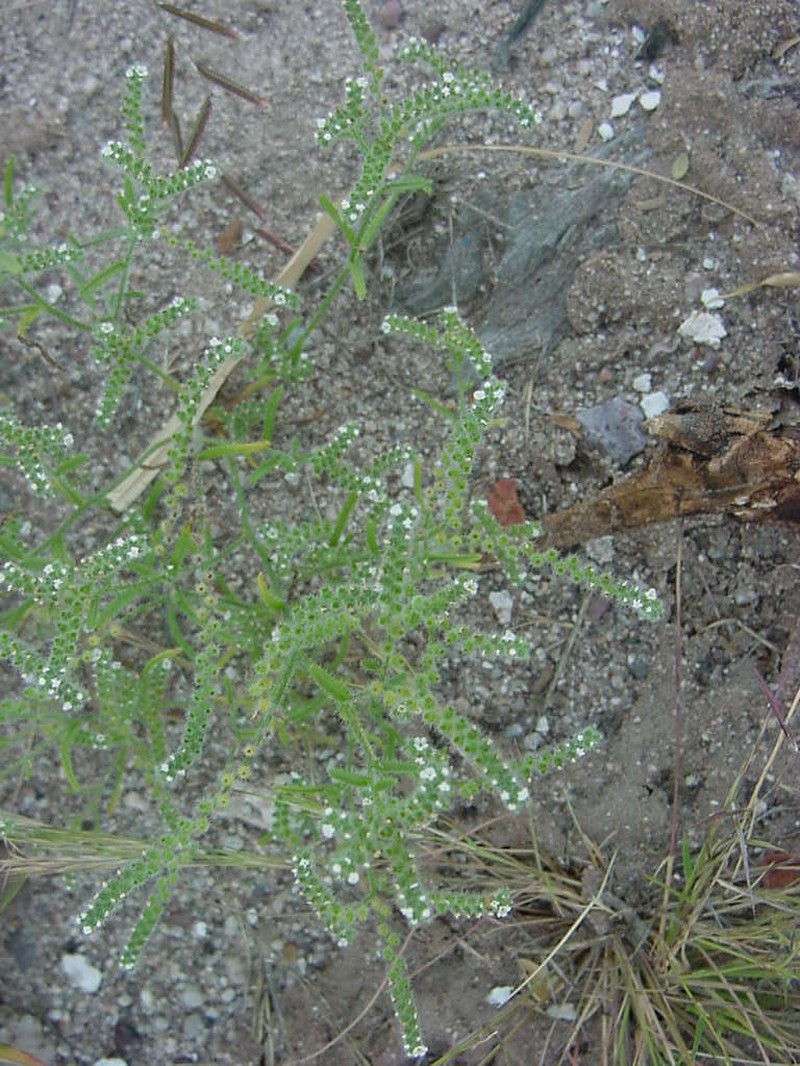 Johnstonella grayi photo 2