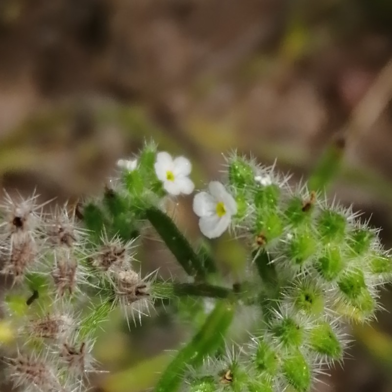 Johnstonella grayi photo 3