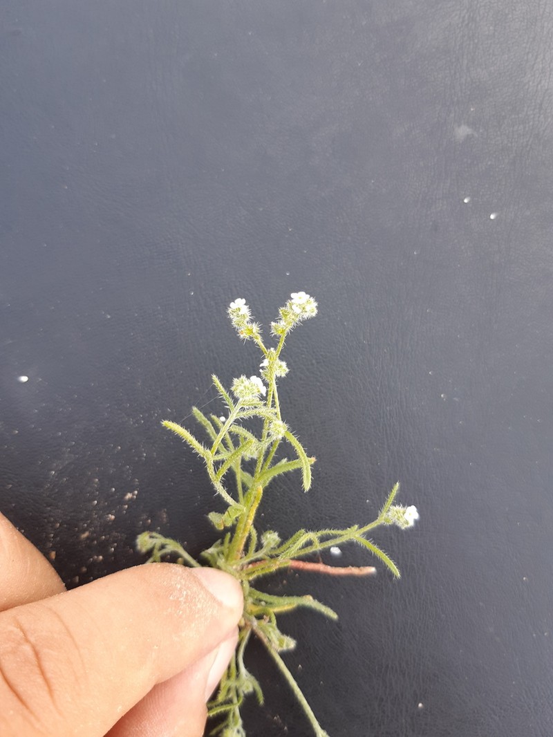 Johnstonella grayi photo 5