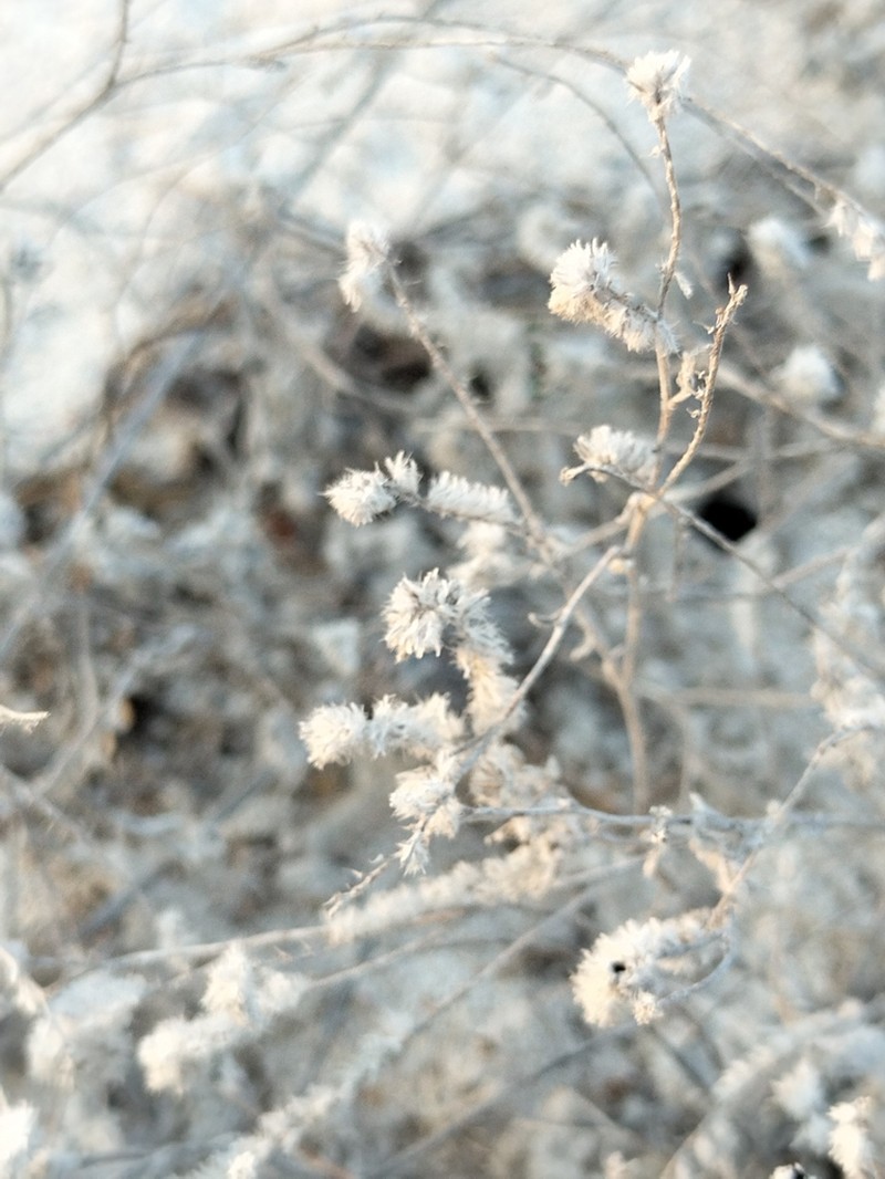 Johnstonella grayi photo 6