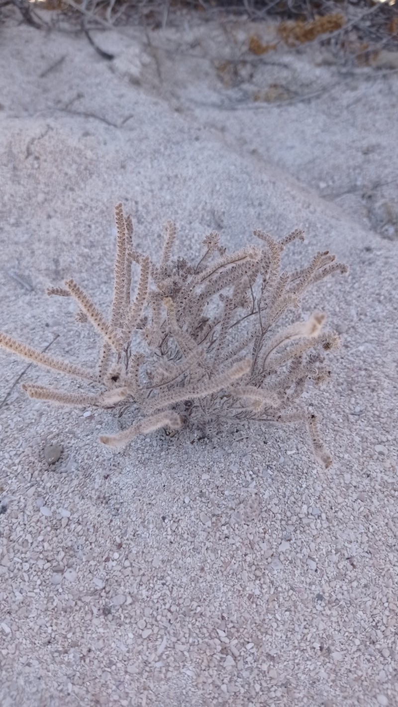Johnstonella grayi photo 7