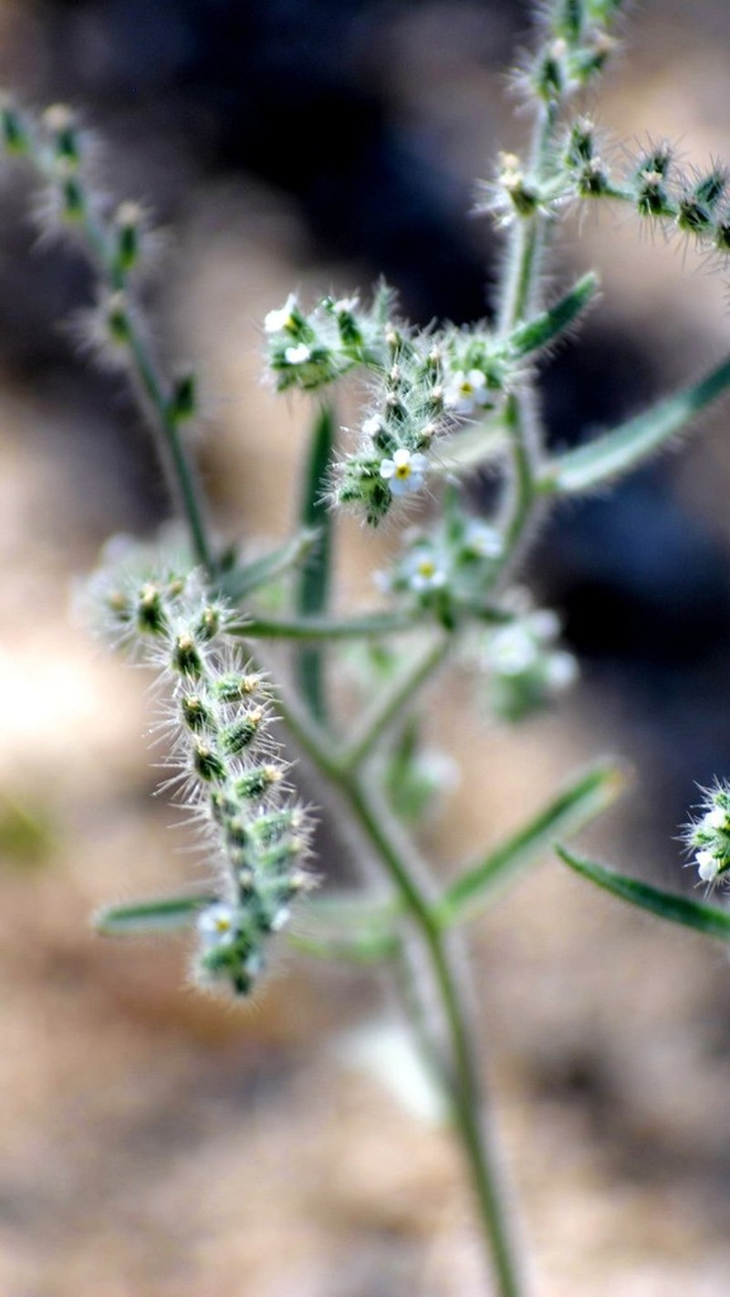 Johnstonella grayi photo 8