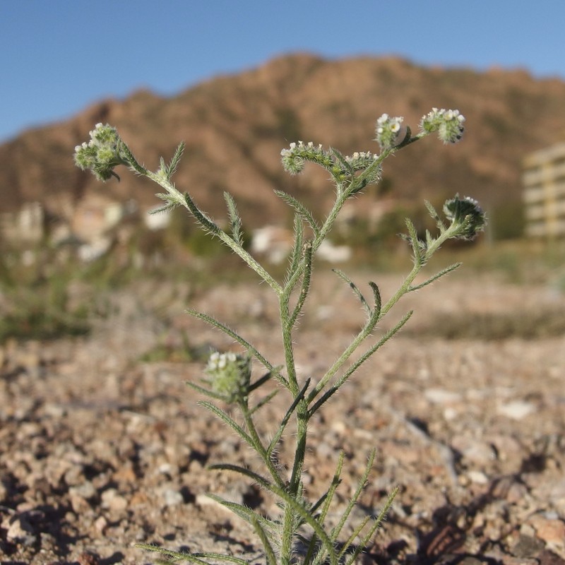 Johnstonella grayi var. cryptochaeta