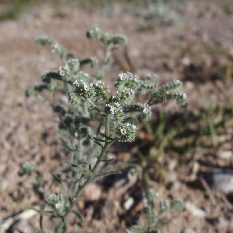 Johnstonella grayi var. cryptochaeta photo 2
