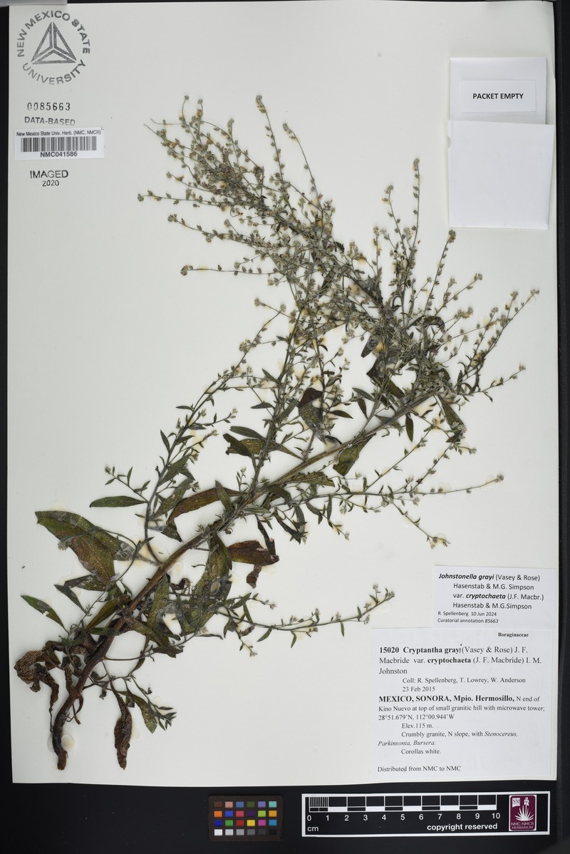 Johnstonella grayi var. cryptochaeta photo 3