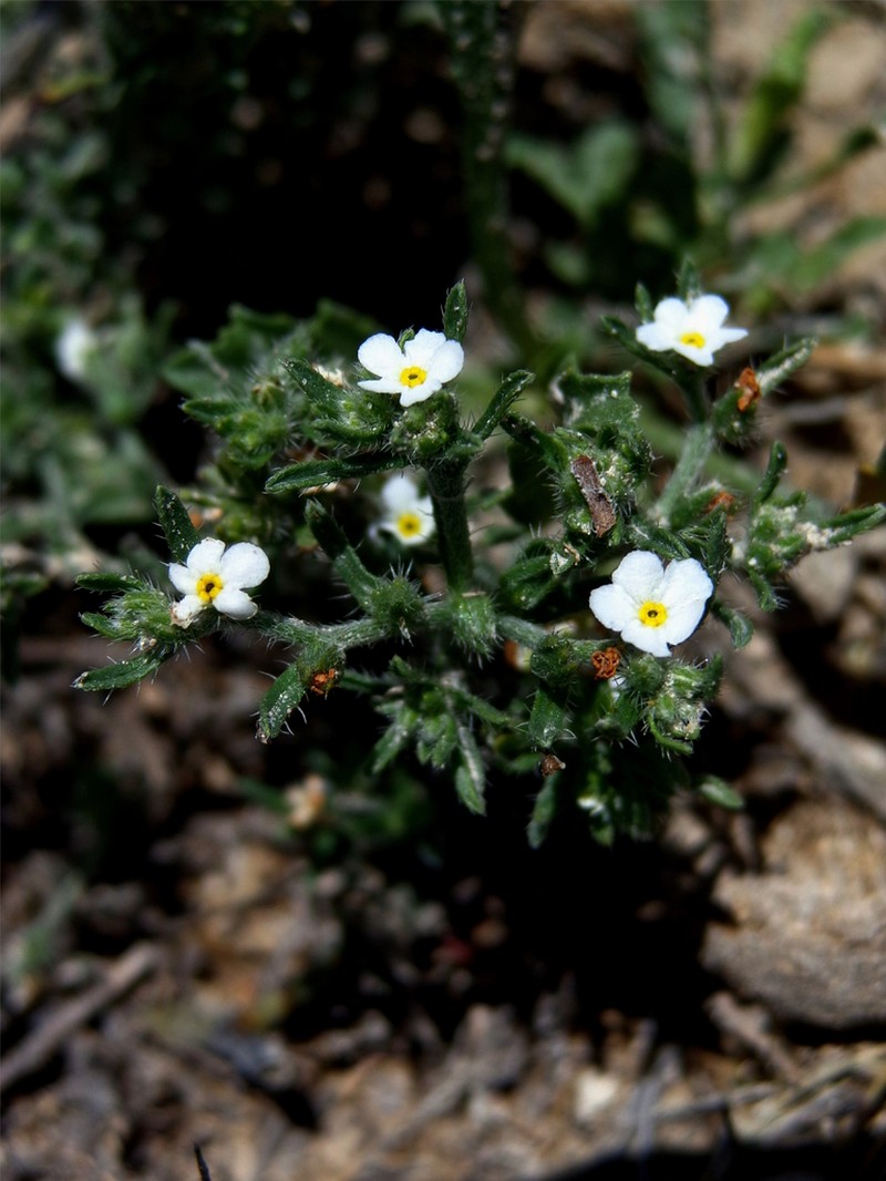 Johnstonella gypsites photo 3