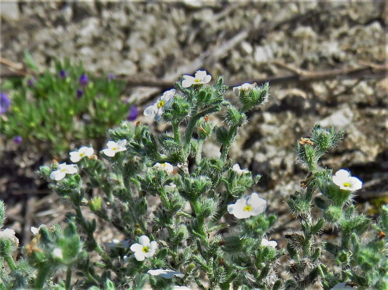 Johnstonella gypsites photo 5