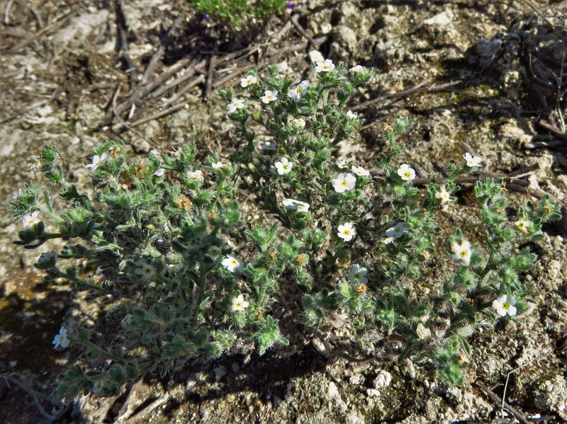 Johnstonella gypsites