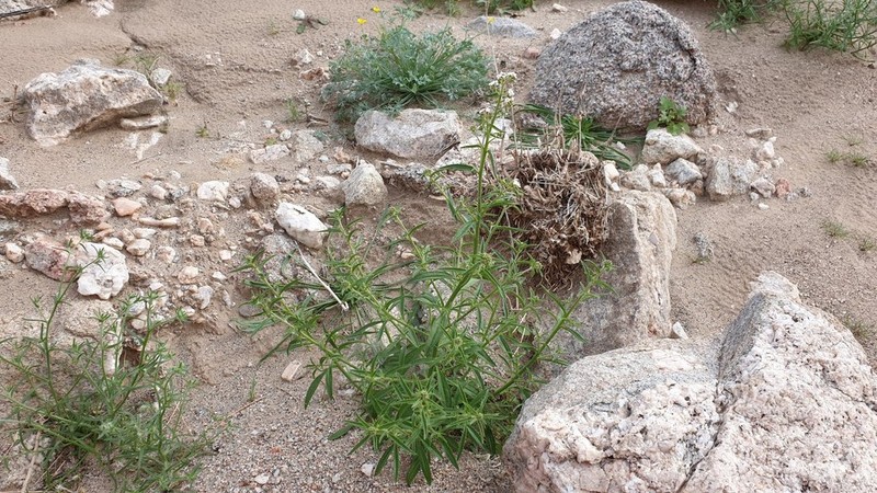 Winged Cryptantha