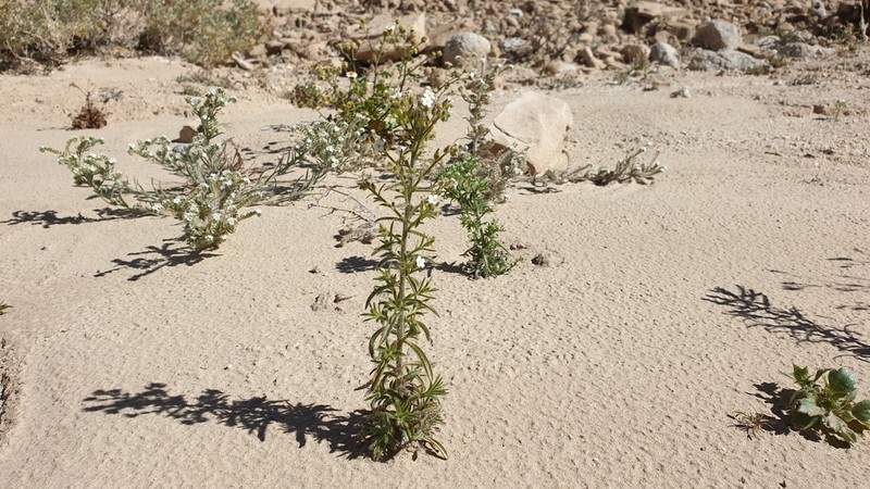 Winged Cryptantha photo 2