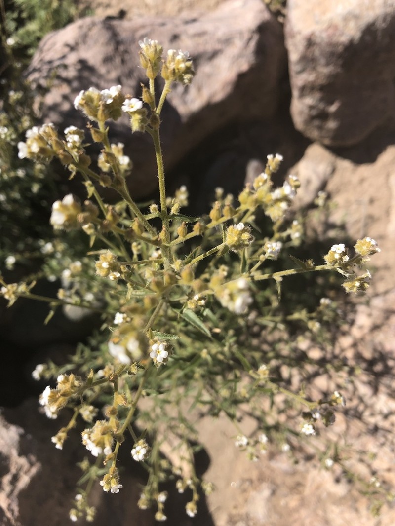 Winged Cryptantha photo 3