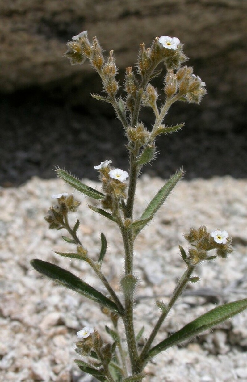 Winged Cryptantha photo 4
