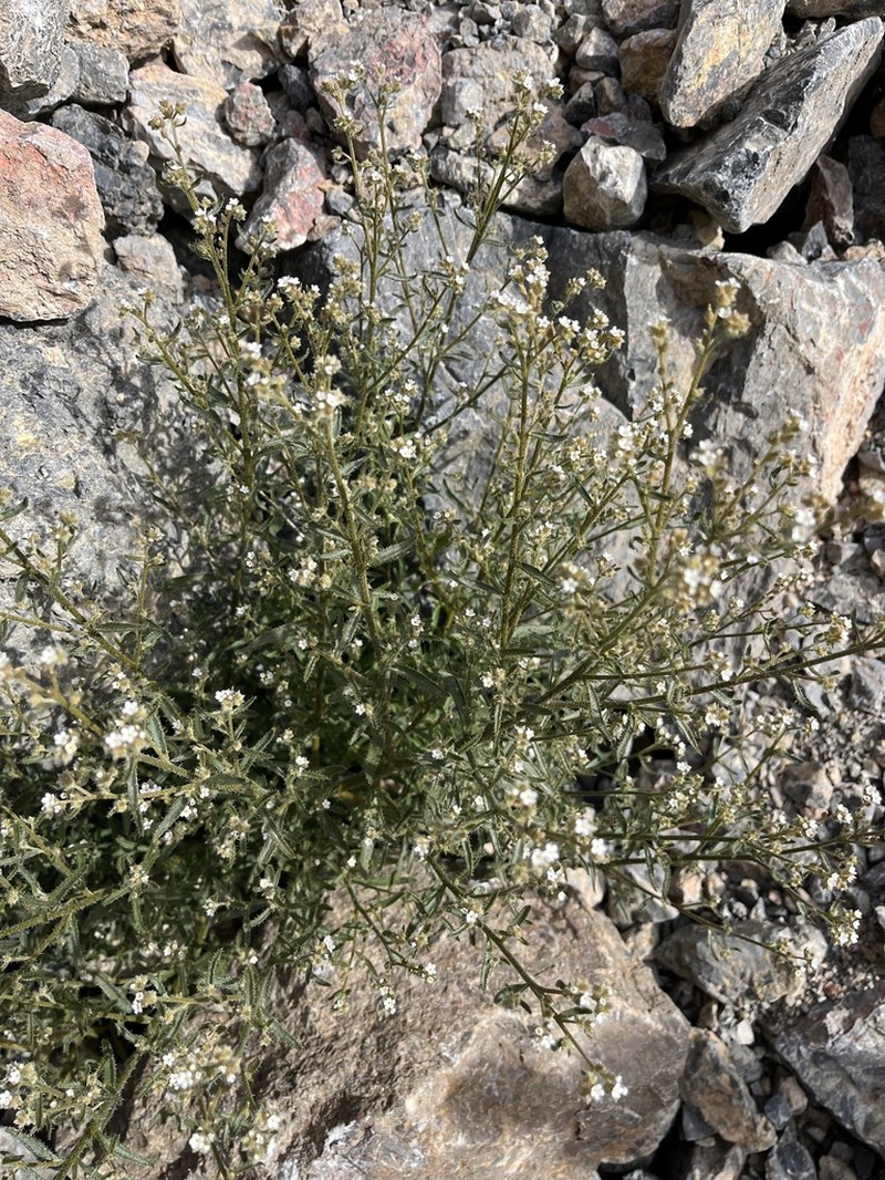 Winged Cryptantha photo 5