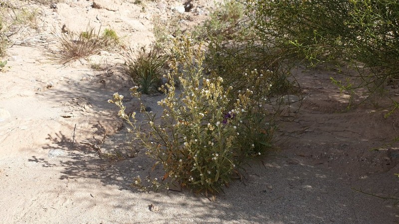 Winged Cryptantha photo 6