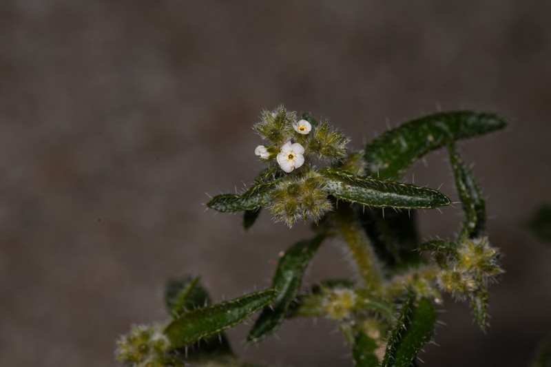 Winged Cryptantha photo 7