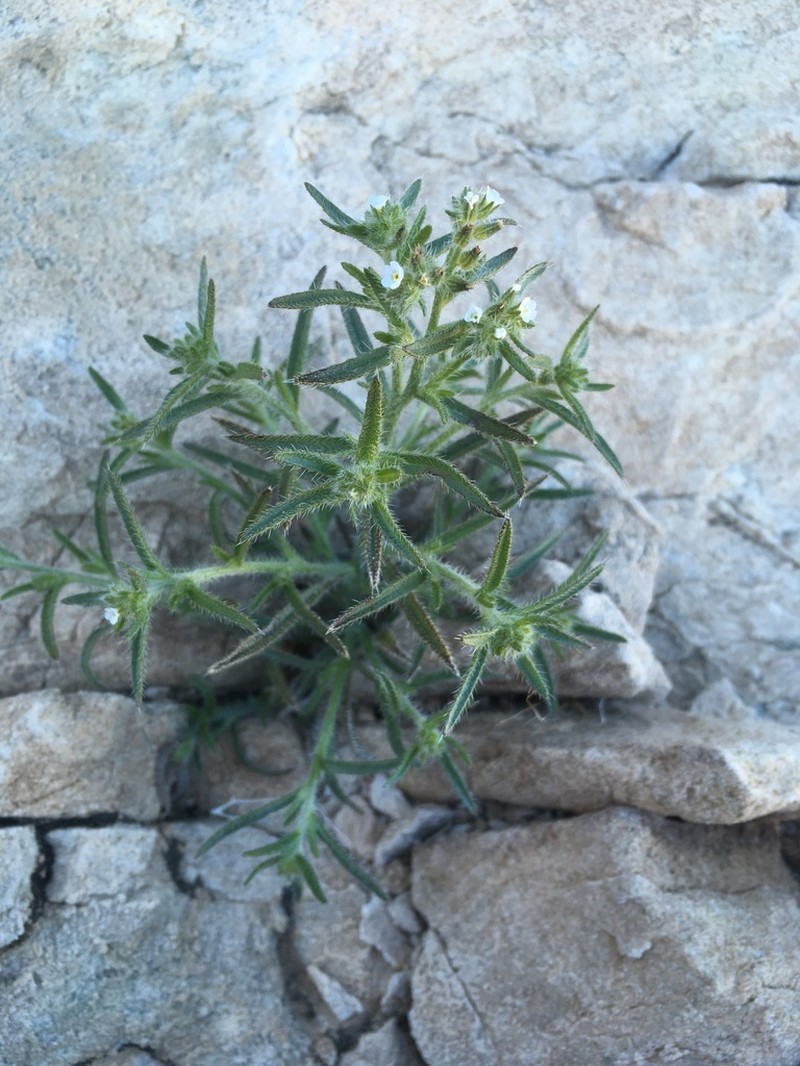 Johnstonella inaequata