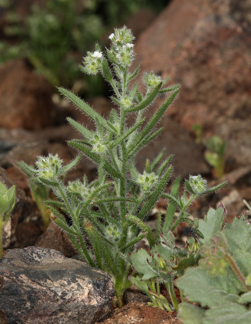 Johnstonella inaequata photo 2