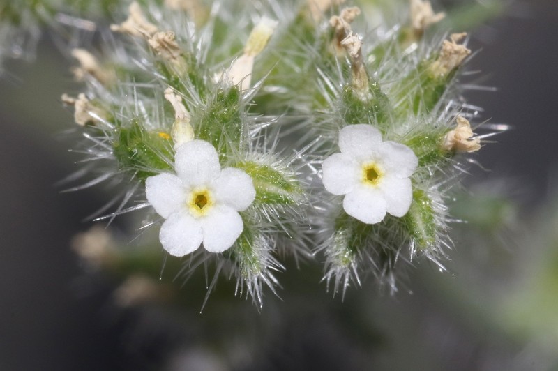 Johnstonella inaequata photo 3