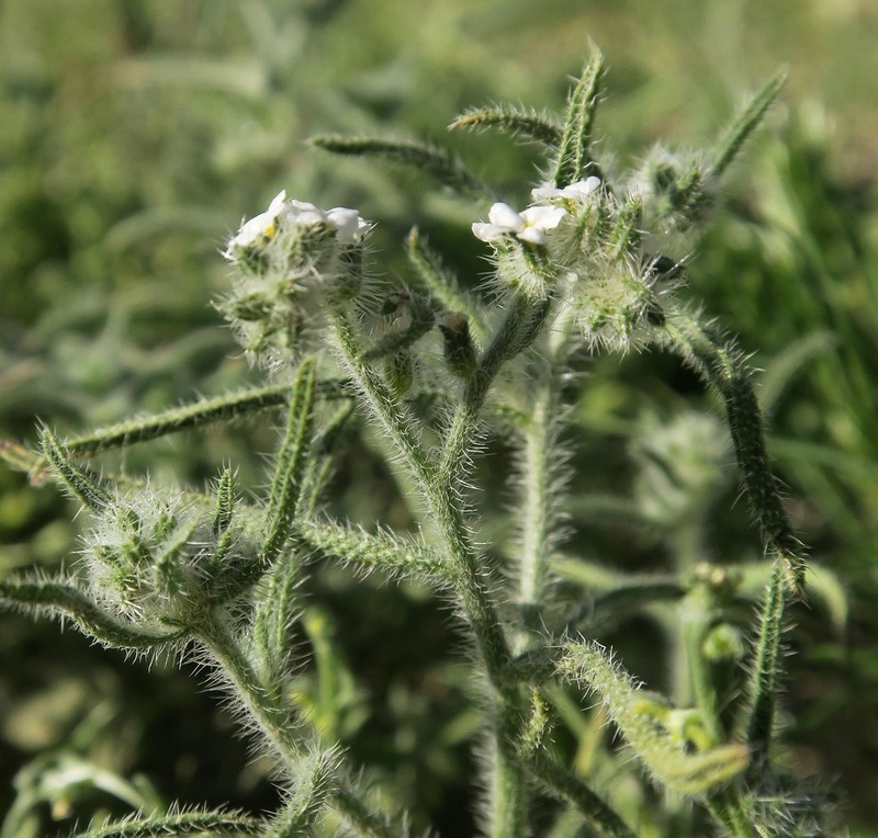 Johnstonella inaequata photo 6