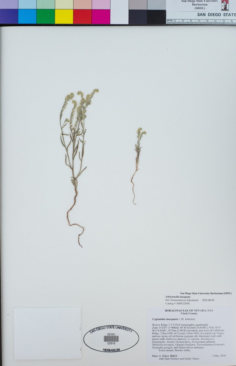 Johnstonella inaequata photo 8