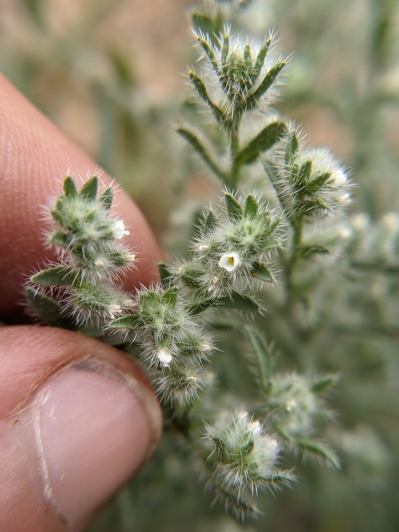 Mexican Cryptantha