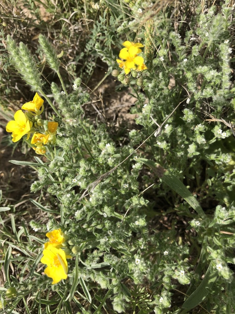 Mexican Cryptantha photo 2