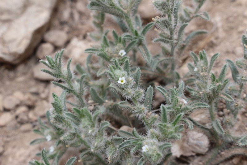 Mexican Cryptantha photo 3
