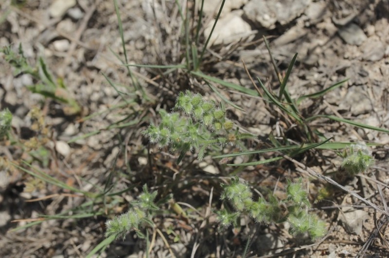 Mexican Cryptantha photo 4