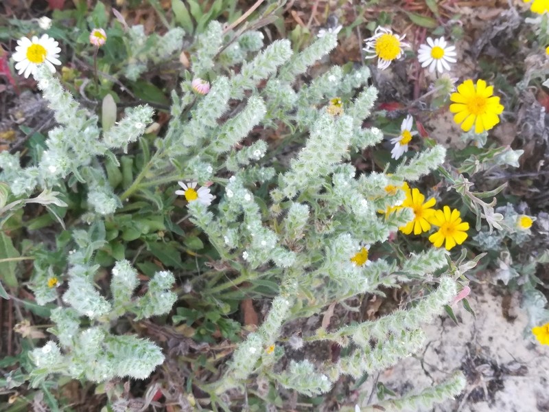 Mexican Cryptantha photo 5