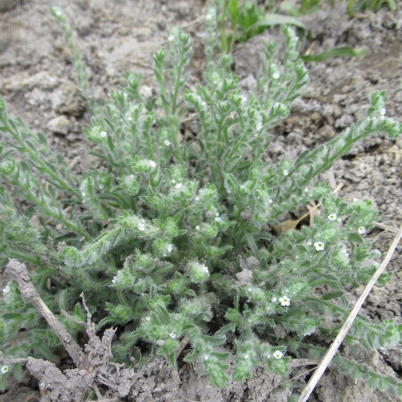 Mexican Cryptantha photo 6