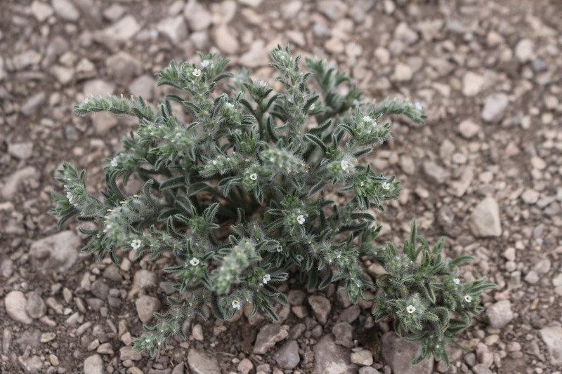 Mexican Cryptantha photo 7