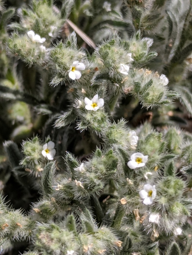 Mexican Cryptantha photo 8