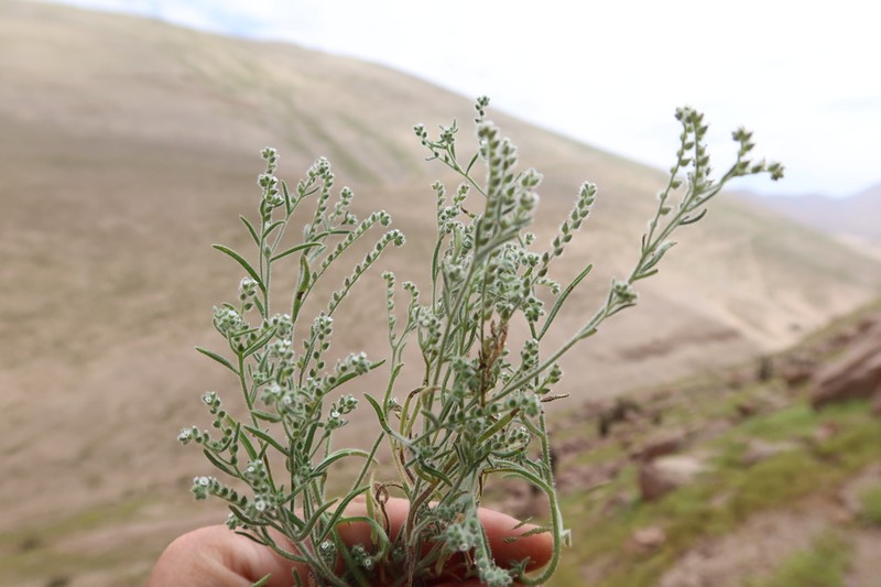 Johnstonella parviflora photo 2