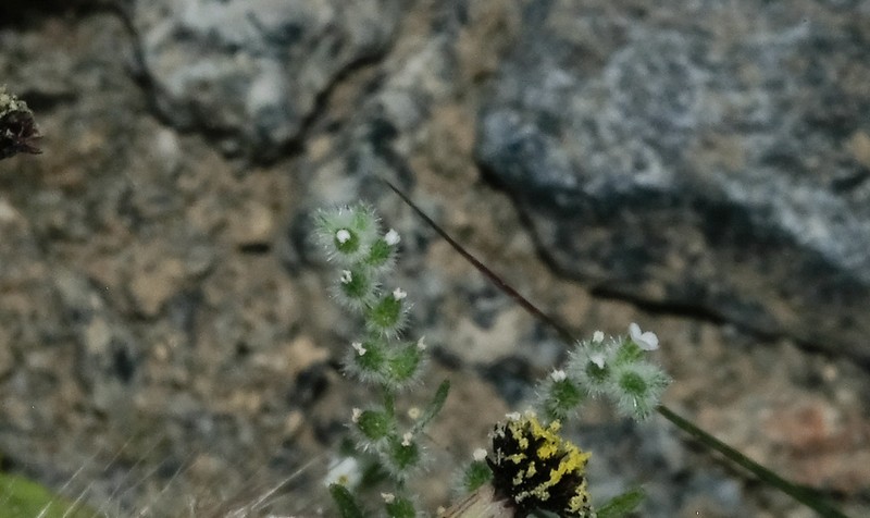 Johnstonella parviflora photo 3