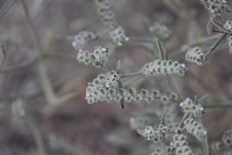 Johnstonella parviflora photo 4