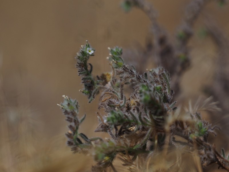 Johnstonella parviflora photo 5