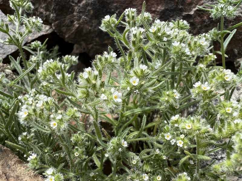 Johnstonella parviflora photo 6