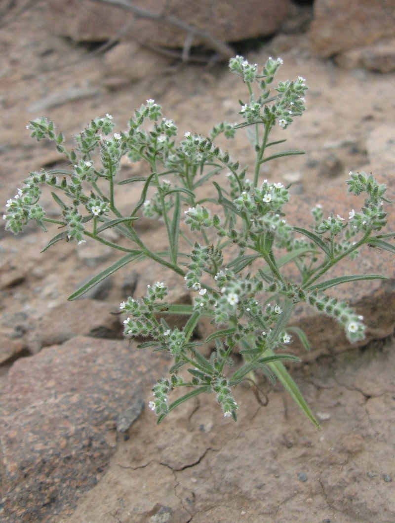 Johnstonella parviflora photo 7