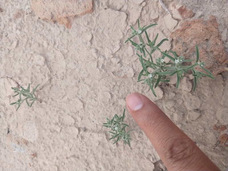 Johnstonella parviflora photo 8