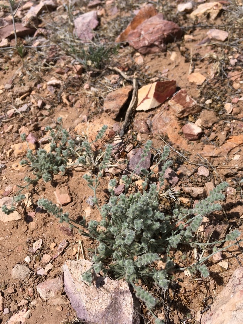 Low Cryptantha