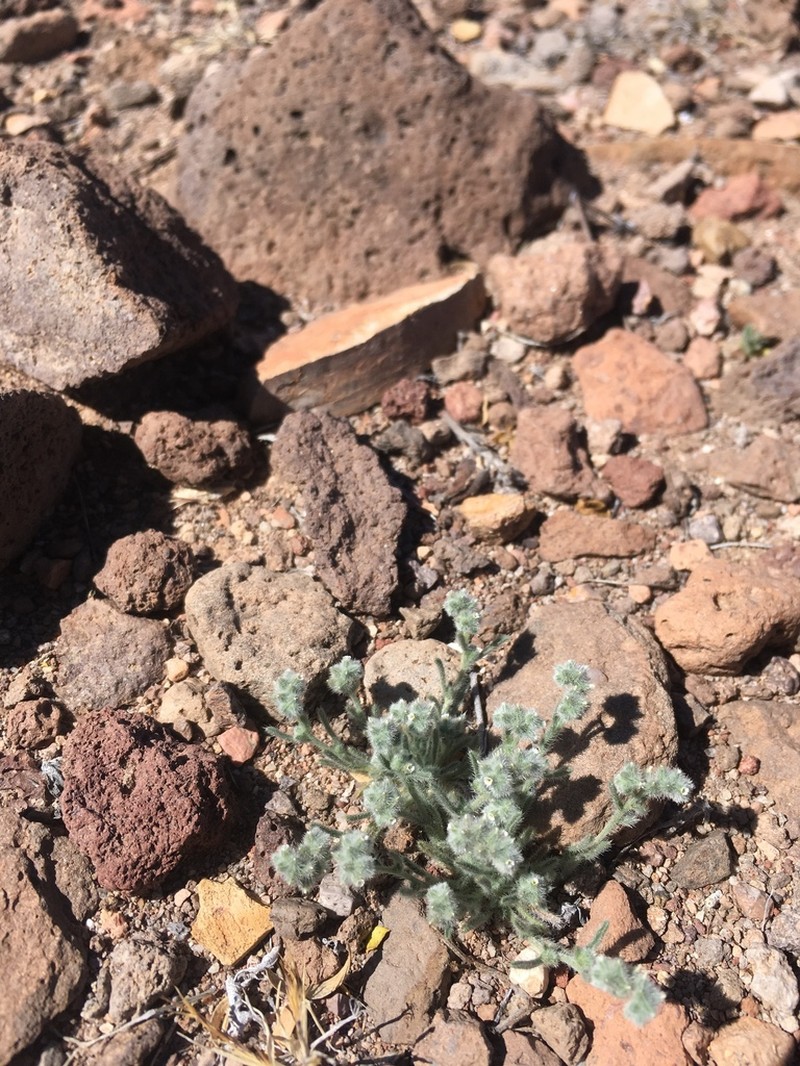 Low Cryptantha photo 2