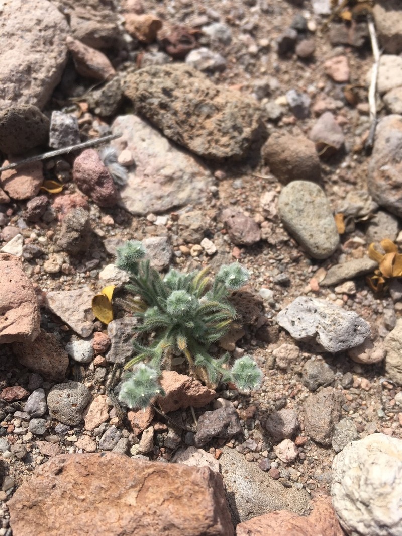 Low Cryptantha photo 3