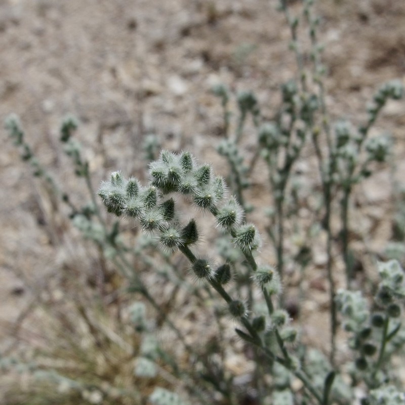 Low Cryptantha photo 4