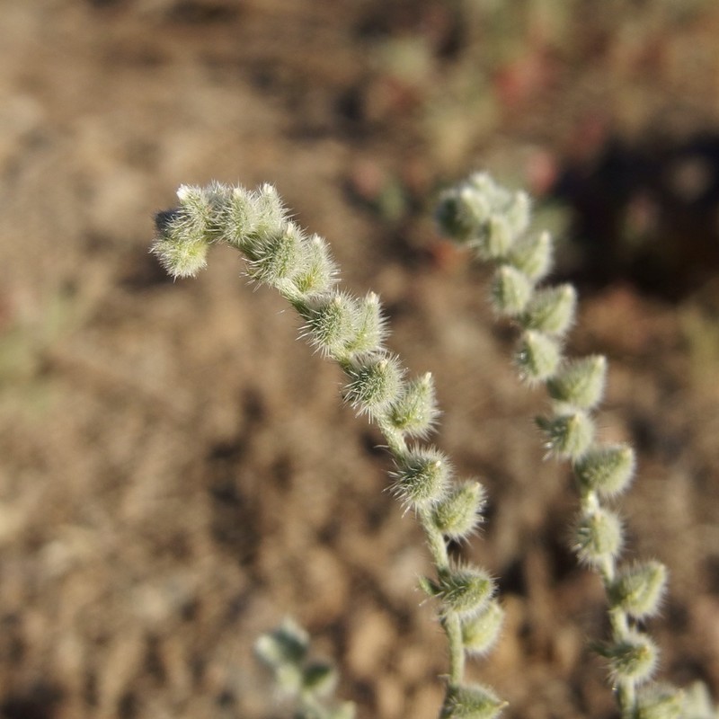 Low Cryptantha photo 5