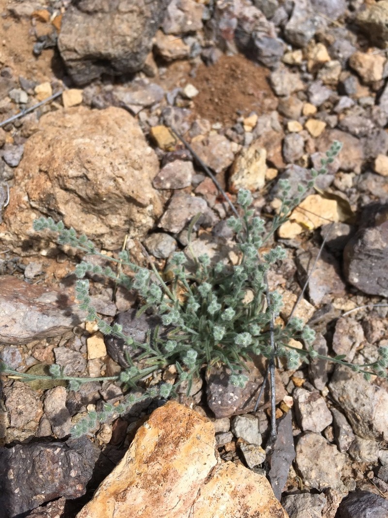 Low Cryptantha photo 6