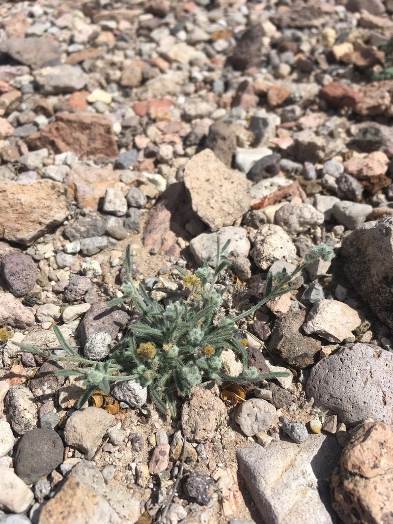 Low Cryptantha photo 7